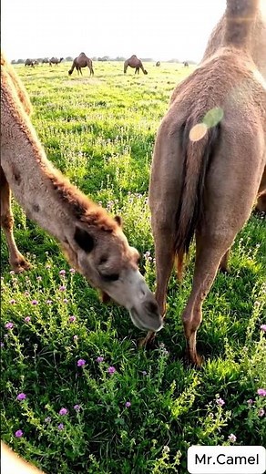 Camel mating and breeding scene 28