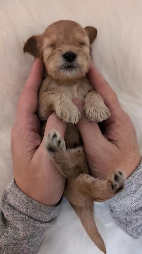 We like to do the puppies first nail trim at 10 days old and continue doing them once a week. Even at this tiny age, those little nails can get sharp! Trimming them helps protect mama's tummy while the pups nurse and keeps everyone comfy 🐾 💡 Tip: We like to use baby nail scissors and take off just the very tip! #puppycare #breederTips #FrostedMiniCockapoos #NewbornPuppies #CockapooBreeder #puppyhealth #tinypaws #responsiblebreeding #puppylove #cockapoopuppies | Frostedminicockapoos
