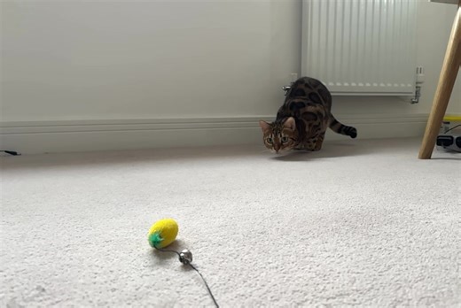 Slow motion action shot!! Big eyes, bum wiggle and pounce!! #FelineFun #Purrfection #cats #catlover #cutecat #KittyAngels #happycat #bengal #catsitters #cutecatcrew #catlife #FelineFriend #catsittermiltonkeynes #KittyAngels #kittyangelsmk | Kitty Angels