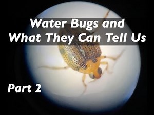 Water Bugs and What They Can Tell Us: Part 2