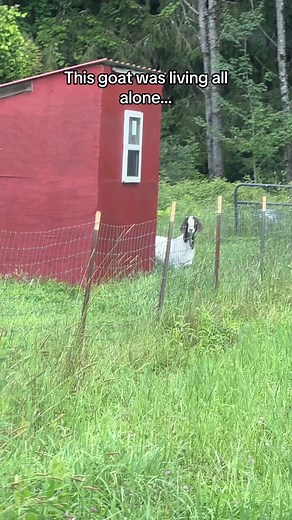 Our newest friend has arrived ❤️ She’s an older Boer goat who was living all by herself after her friend died a few years back. Goats need community and company just like we do! We traveled to pick her up and bring her to her forever home here at Woodstock. She needs a full workup including blood and fecal testing, and we’ll be monitoring those hooves as well now that we’ve trimmed them. It’s surely been hard for her to have been alone for so long, but she’s got so many new friends waiting for h