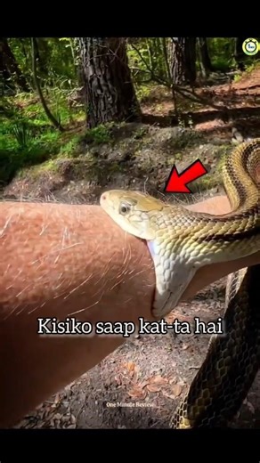 Saap Ka Antivenom Kaise Banta Hai? #didyouknow #sciencefacts #snakebite #snakevideo