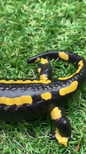 The fire salamander ( salamandra salamandra )
