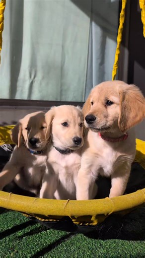 ✨ Balance Exercise - Swing ✨ All 5 pups are now enjoying the swing 🤗 and you can't tell me there's anything cuter then swinging puppies! | SW Retrievers