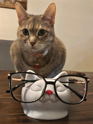 the purrfect desk companion doesn't exist- oh wait, yes it does 😻👓 check out an updated model on my Etsy!#catlover #deskorganizer #eyeglasses #3dprinting #bambulab