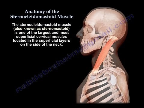 Anatomy Of The Sternocleidomastoid Muscle - Everything You Need To Know - Dr. Nabil Ebraheim