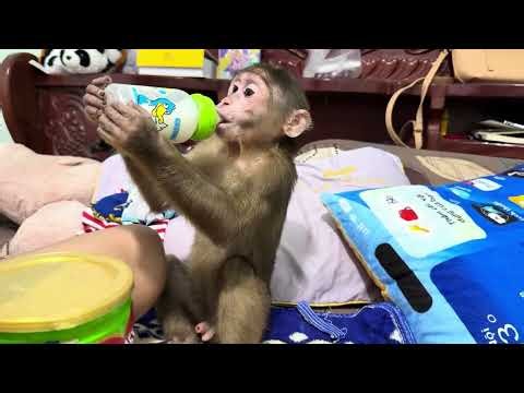 Baby monkey Miker