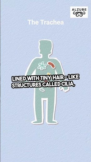 What is the Trachea? | Anatomy of the Windpipe Explained