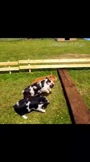 Exciting Pig Race: Ginger Takes the Crown!