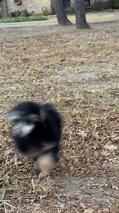 This girl is like Speedy Gonzales lol 😂 ❤️❤️ her little engine never stopped either lol 😂 #fastdog #running | Poetry Poodles