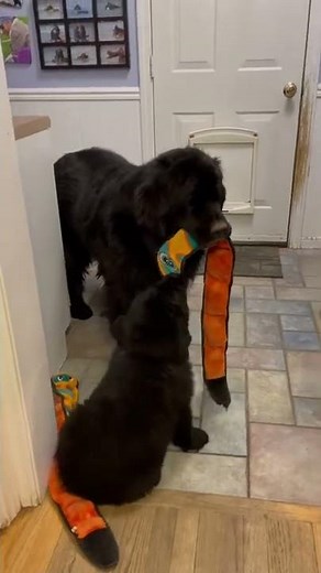 Newfie training Video - grown up Newfoundland dog Regal teaches Newfoundland puppy how to play