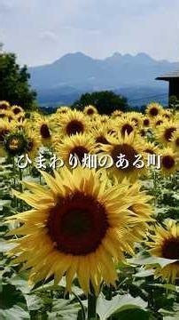 「ひまわり畑 」 2026.6.17 渋川市赤城町にあるひまわり畑をボチボチ歩き #おすすめスポット #絶景 #夏