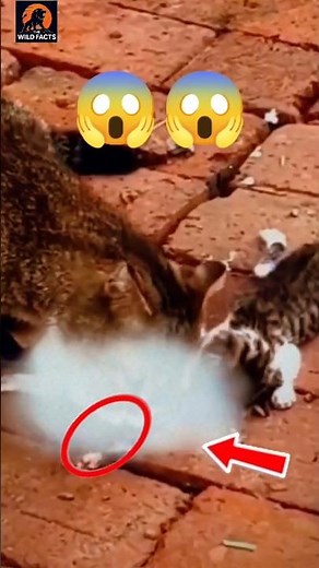 Why Mother Cats Sometimes Eat Their Kittens 😱 #shorts