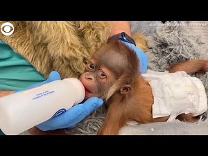 Baby Sumatran orangutan being cared for by staff at zoo in New Orleans