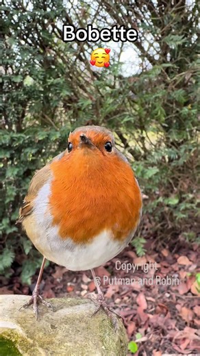 Meet Bobette: The Adorable Robin with a White Patch