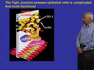 Tight junctions - Stanley Falkow (Stanford)