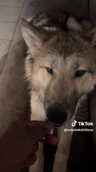 Effective Training Techniques for Wolfdogs