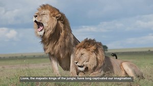 10 Facts About Lion Lifespans: Captivity vs. Wild