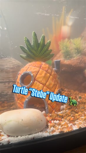 Turtle “Stebe” was rescued from a jobsite and brought home in a plastic box for screws. He’s living his best life. #septicqueen #turtles #rescue #service #bluecollar | Megan’s Septic Services LLC
