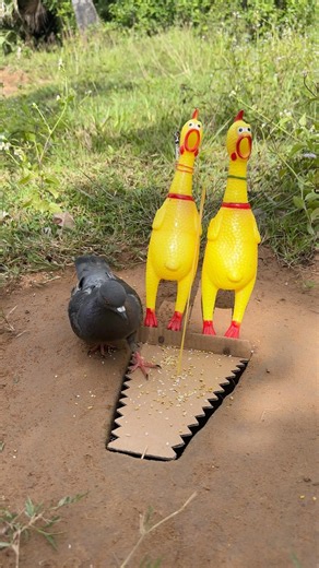Technique Unique DIY Quick Pigoen Trap Using Cardboard Box #survival #Outdoors #funny #fyp #foryou