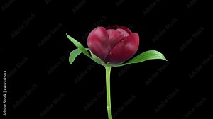 Time-lapse of opening red peony (Paeonia) flower 5x3 in RGB + ALPHA matte format isolated on black background