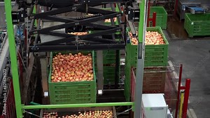 Pick and Place Robot Works on Automatic Apple Washing Line at Modern Fruit Processing Plant. Highly Automated Apple Packing House Facility. Postharvest Management of Apples Prior Cold Storage.
