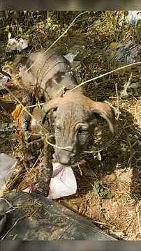 Puppy Covered in Solid Tar and Screaming in Pain | Rescued Video.