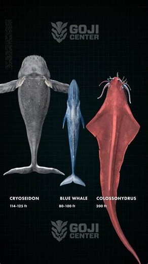 Bio accurate Gran Maja and Bloop compared to Blue whale