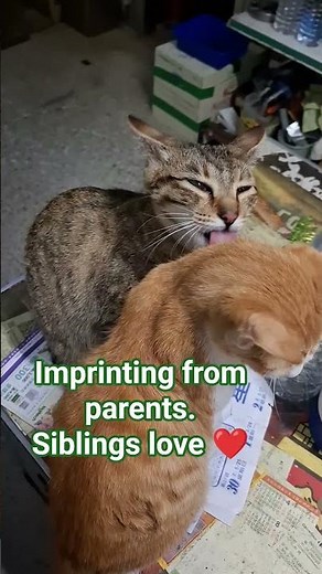 #Imprinting is a rapid, early-life learning process in animals forming strong behavioral attachments