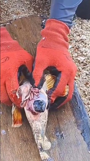 You won't believe what this fish ate! 🌊👀