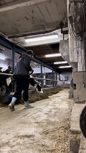 #farminglife #holstein #jersey #farmer