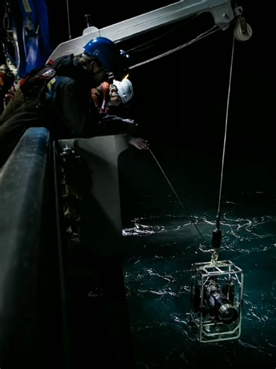 Amazing Deep Sea Creatures Revealed
