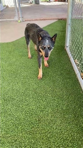 Meet Lenny HW+ a American Blue Heeler currently available for adoption! 3/4/2026 9:17:41 AM