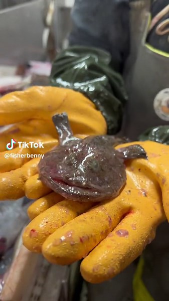 Fish Handling Techniques in a Kitchen Setting