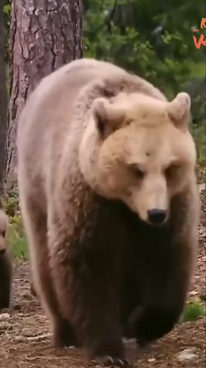 17K views · 292 reactions | Bear's Diet: What Brown Bears Eat to Survive! | Real Wild | Facebook