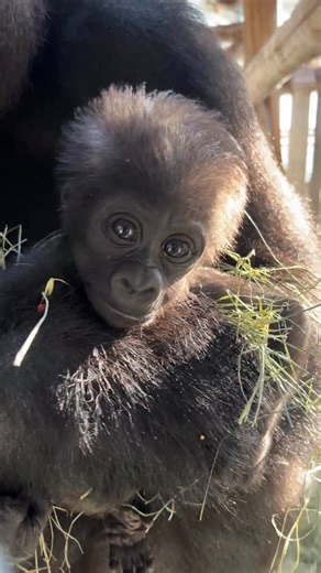 35K views · 15K reactions | This World Gorilla Day is extra sweet thanks to our precious gorilla baby, Mbeke!  : Rebecca P. | Dallas Zoo | Facebook