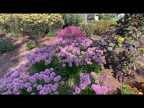 Millenium allium and other great plants!