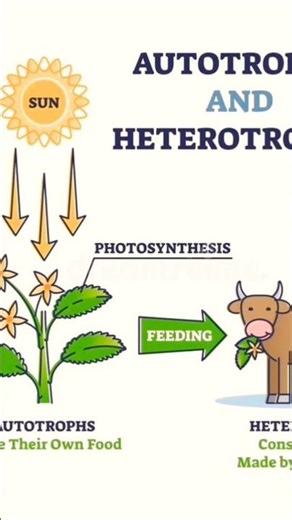 Difference between heterotrophs and autotrophs 👻#amazing #science #shorts