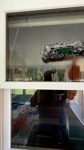 13K views · 132 reactions | Traditional window cleaning ASMR #asmr #asmrsounds #asmrvideo #windowcleaning #window #spring | Hallman Window Washing | Facebook