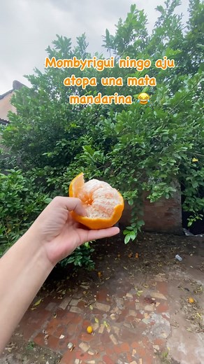 Infocontenido on Instagram: "Iporãiteiko he’i cheve che maina 🙊 #memes #guarani #instapy usen el audio para mostrar sus mandarinas 🍊"