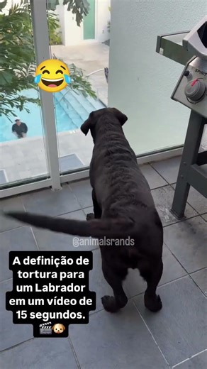 O vidro da discórdia! #dog #pets #cachorro #cachorrosdivertidos #labrador #shortsviral #shorts #pet