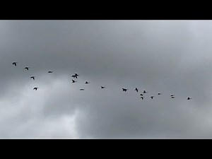 Canada Geese Flying Sounds Migration