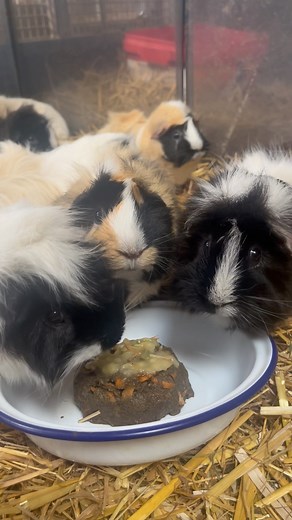 17 reactions | Emma made a no bake guinea pig cake for the gang...