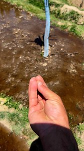 Flood Irrigation in Top Grafted Orchards | The Streets Of Kashmir