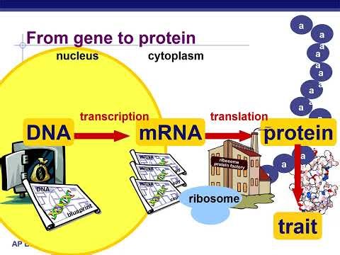 AP Bio Ch17 Gene Expression