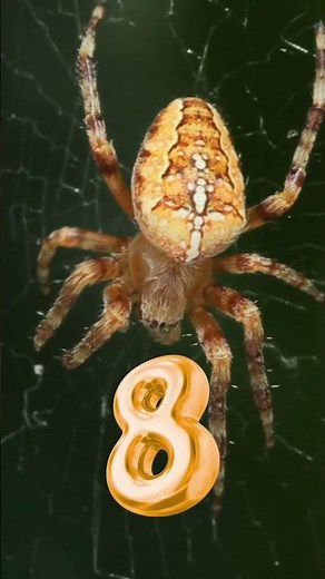 How many legs does a SPIDER have?