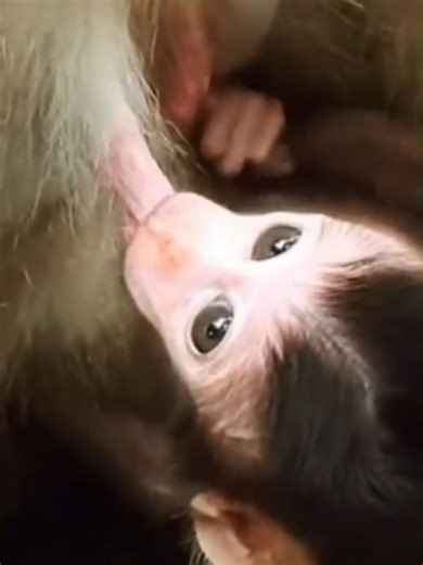 Luno the Baby Monkey and Mom's Heartwarming Bond