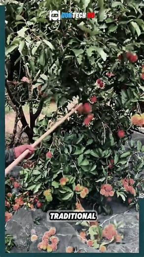 Traditional Rambutan Harvesting Secrets From High Up The Tree