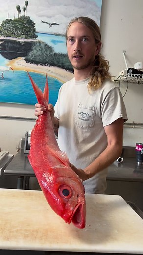 3.6M views · 10K reactions | Wish I got to cut more Queen Snapper!  #queensnapper #snapperfishing #deepdropping | Reed_thefishmonger | Facebook