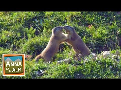 Im Reich der Murmeltiere | Reportage für Kinder | Anna auf der Alm | #3